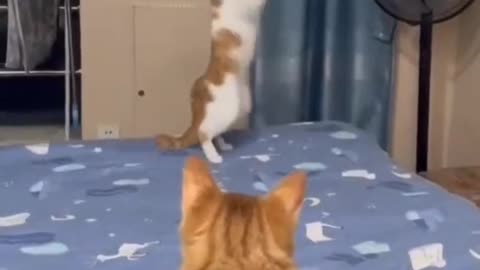 funny cat short 🙀 cat model funny cats playing