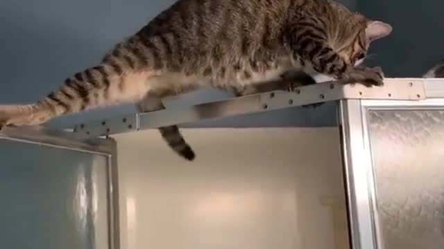 Cut cat video funny cat