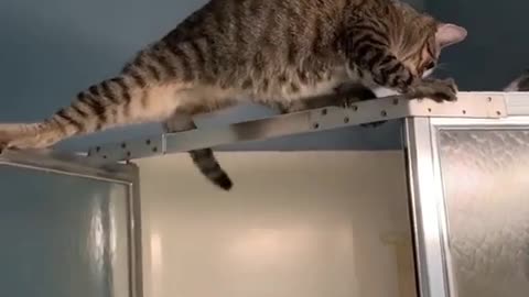 Cut cat video funny cat