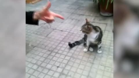 Cat Shot with Hand Gun