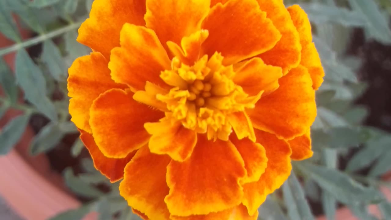 Marigold