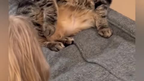 Penny_just_wants_some_peace_and_quiet_around_here…