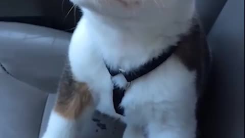 Puppy angry on its hiccups