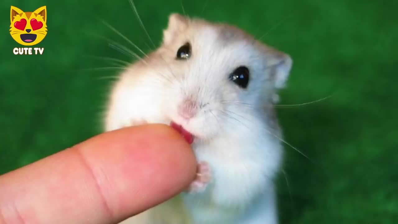 Cute Hamsters