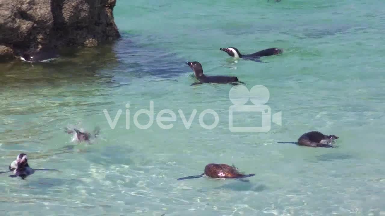 Dozens of jackass black footed penguin swim near Boulder Beach on the Cape of Good Hope South Africa