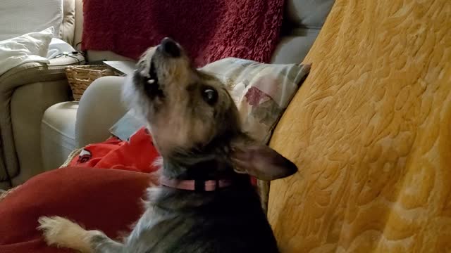 My Howling Penny