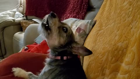 My Howling Penny
