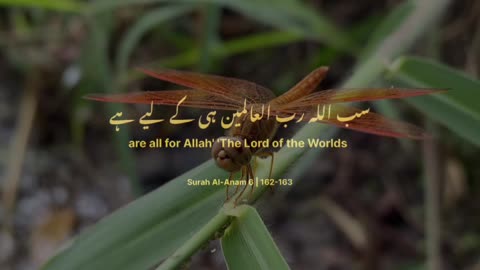 Surah Al anaam