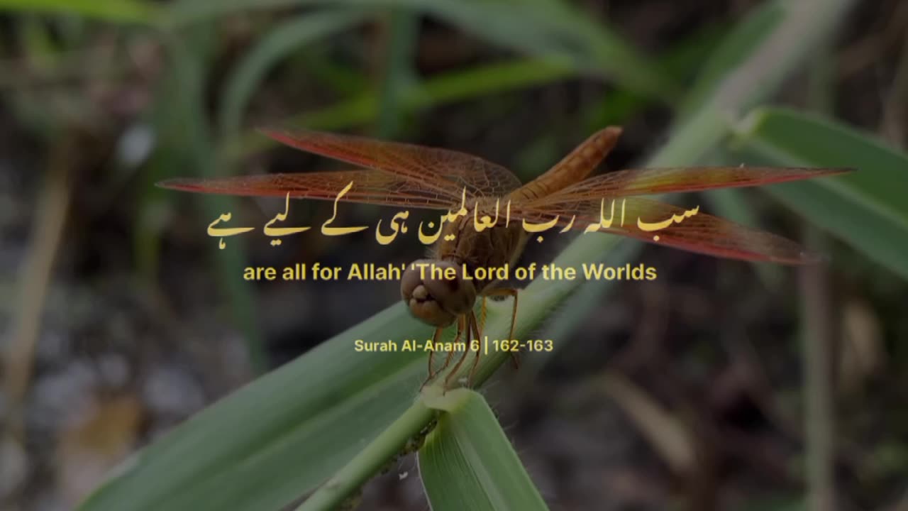 Surah Al anaam