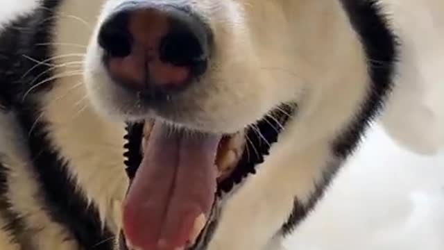 HUSKY TAKES A GIANT BUBBLE BATH!