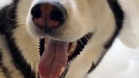 HUSKY TAKES A GIANT BUBBLE BATH!