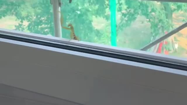 Praying Mantis Waving at Humans