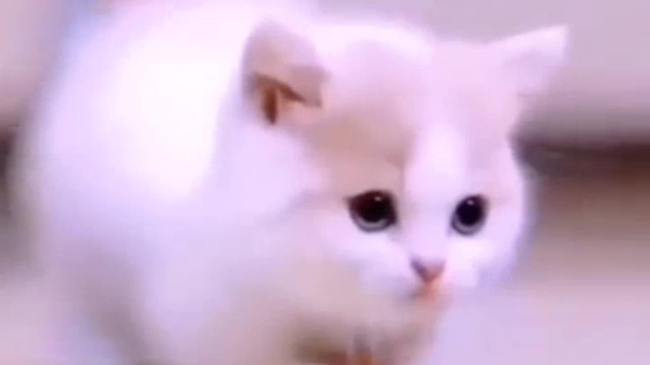 Cute cat funny cat