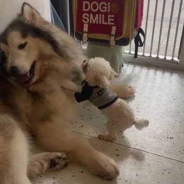 Cute & Funny moment with dog and his son🥹🥹🥹🤣🤣🤣🤣