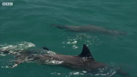 Dolphin Attempts to Kidnap Other Dolphin's Calf - BBC Earth_Cut