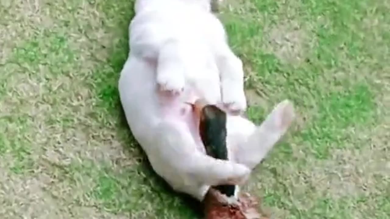 DUCK VS DOG