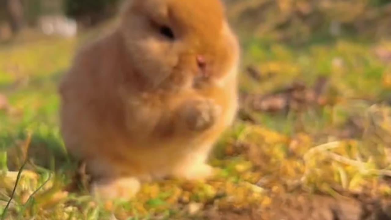 Cute and funny animal video.