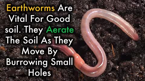 ThisWhen You Put Earthworm in Your garden soil_Cut