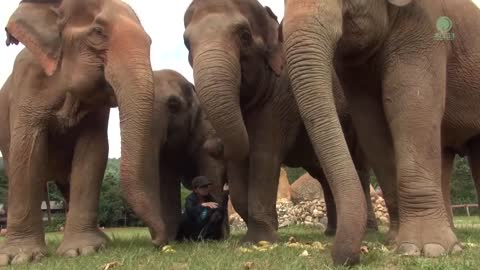 Listen To The Sounds Of Elephants While They Eat - ElephantNews