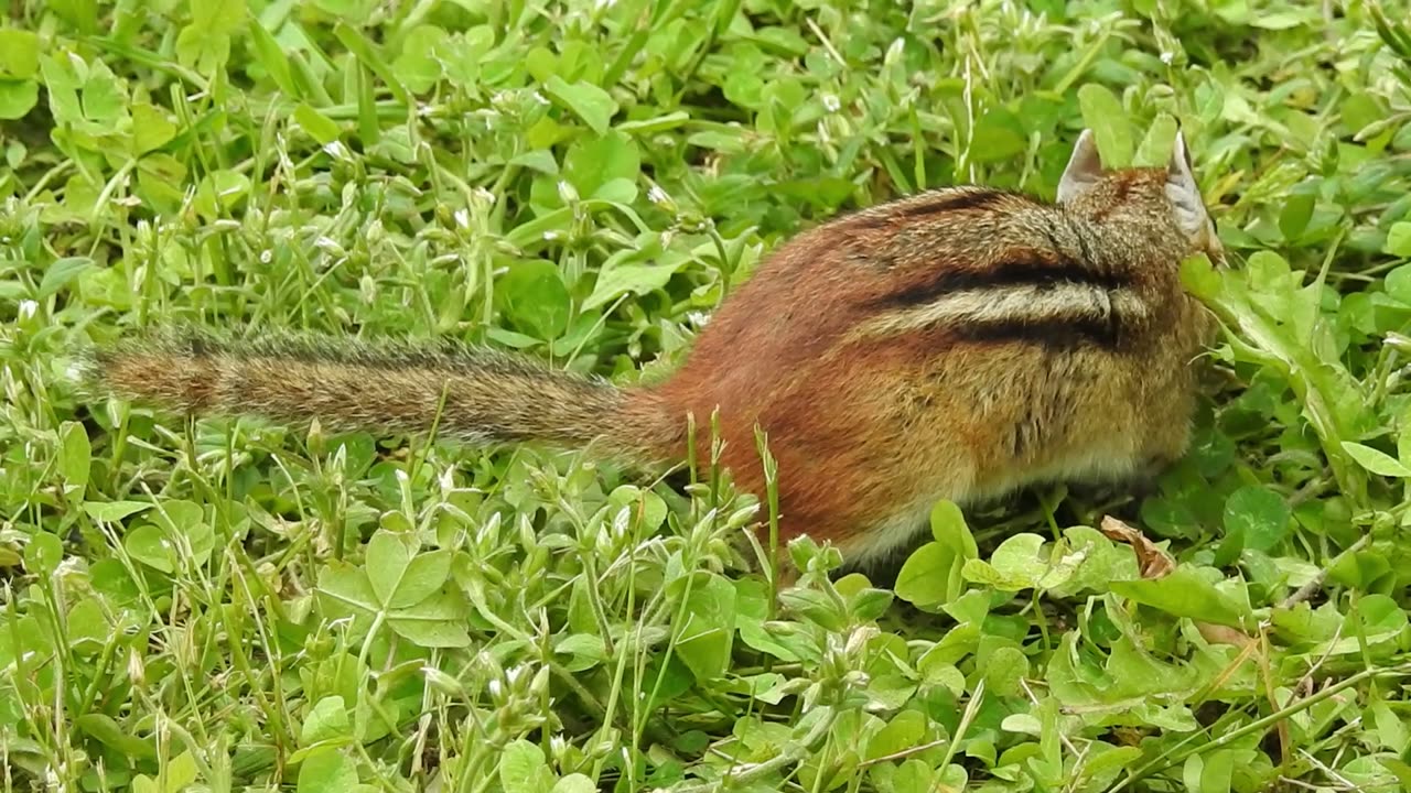 2024 06 11 chipmunk