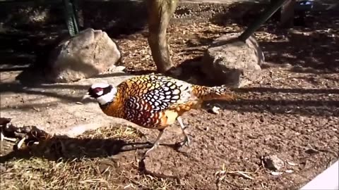 Beautiful Golden Pheasants and Wading Birds