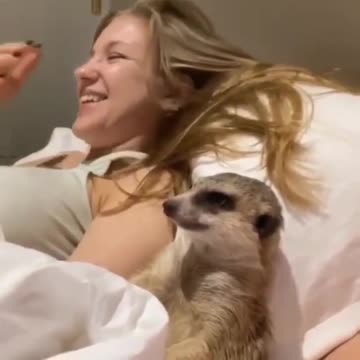 Meerkat sleepy watching TV.