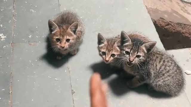 Cute 3 cats group 😍