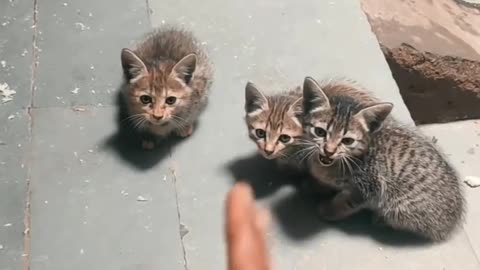 Cute 3 cats group 😍