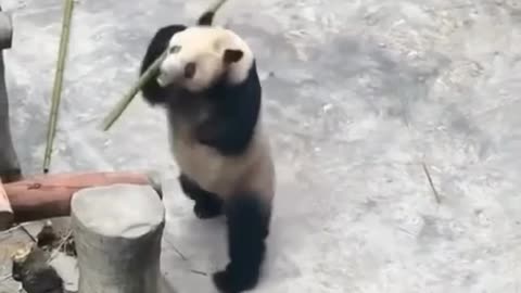 Bruce Lee Panda moves 🤣