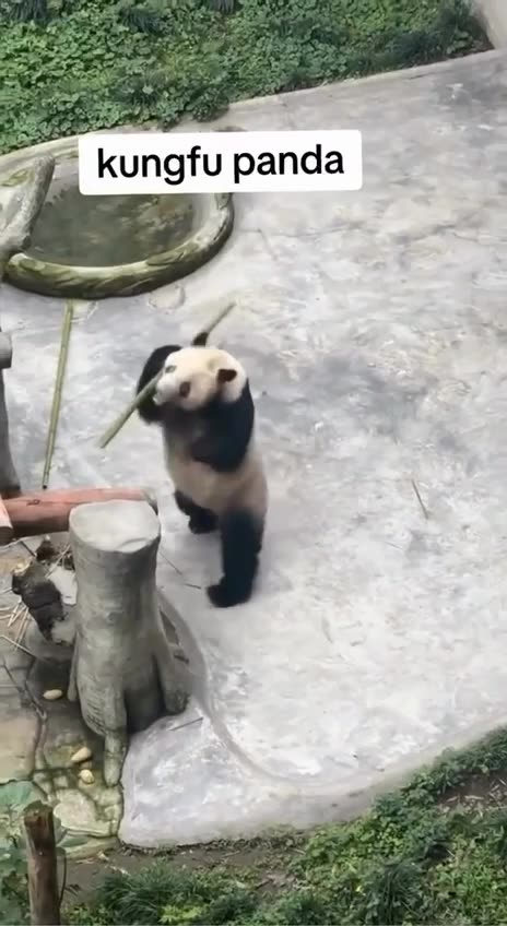 Bruce Lee Panda moves 🤣