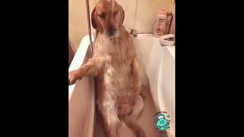 A dog saddened by bathing