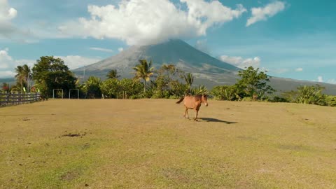 Beautiful environment beautiful horse