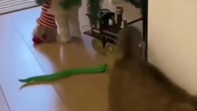 Scary Cat | Cat Scared From Snake