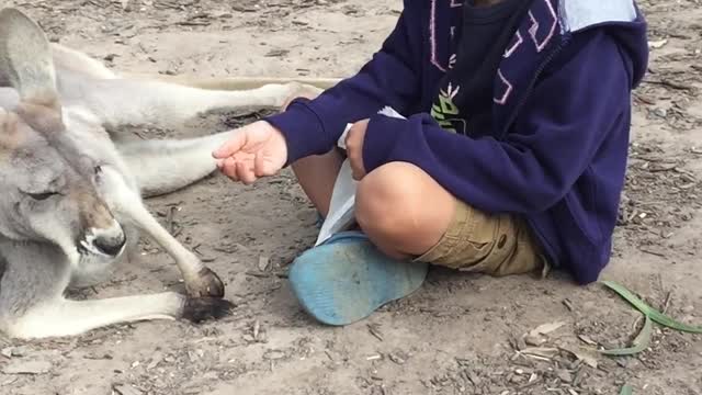 Kid playing with kangaroo | Enjoying