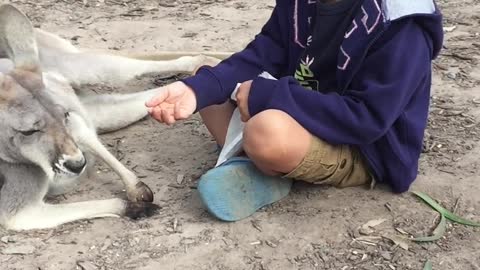 Kid playing with kangaroo | Enjoying