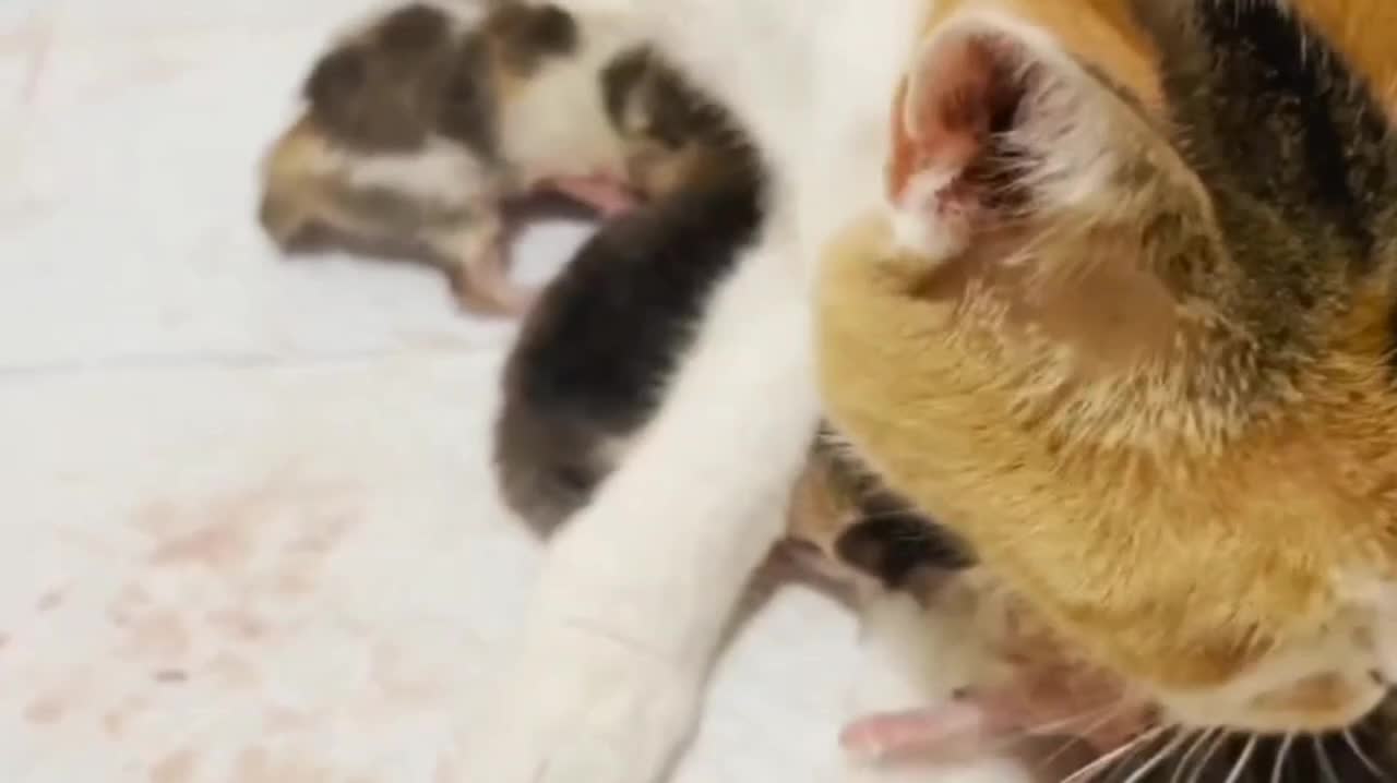 10 minutes after birth kittens meow loudly.