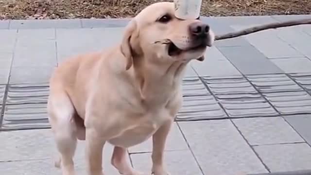 Dog Fitness