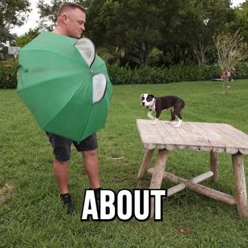 Teach Your Dog to Be Fearless! Get 30% off Any Course by Using Code BF30 at DIYK9.com