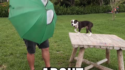 Teach Your Dog to Be Fearless! Get 30% off Any Course by Using Code BF30 at DIYK9.com