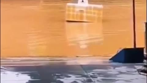 Flood VS dogs