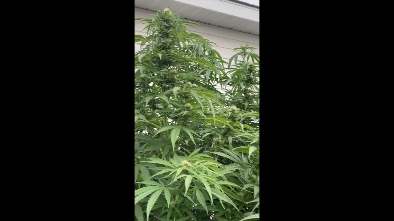 Back Yard Weed part 2