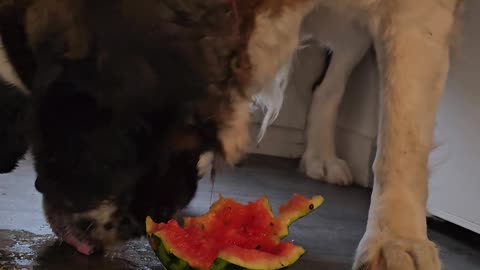 Dogs and watermelon