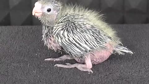 New born bird
