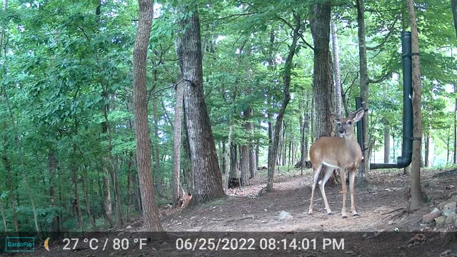 The Woods - 06/26/2022