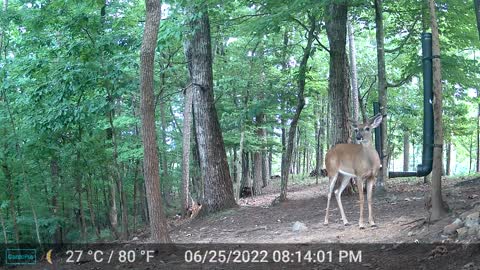 The Woods - 06/26/2022
