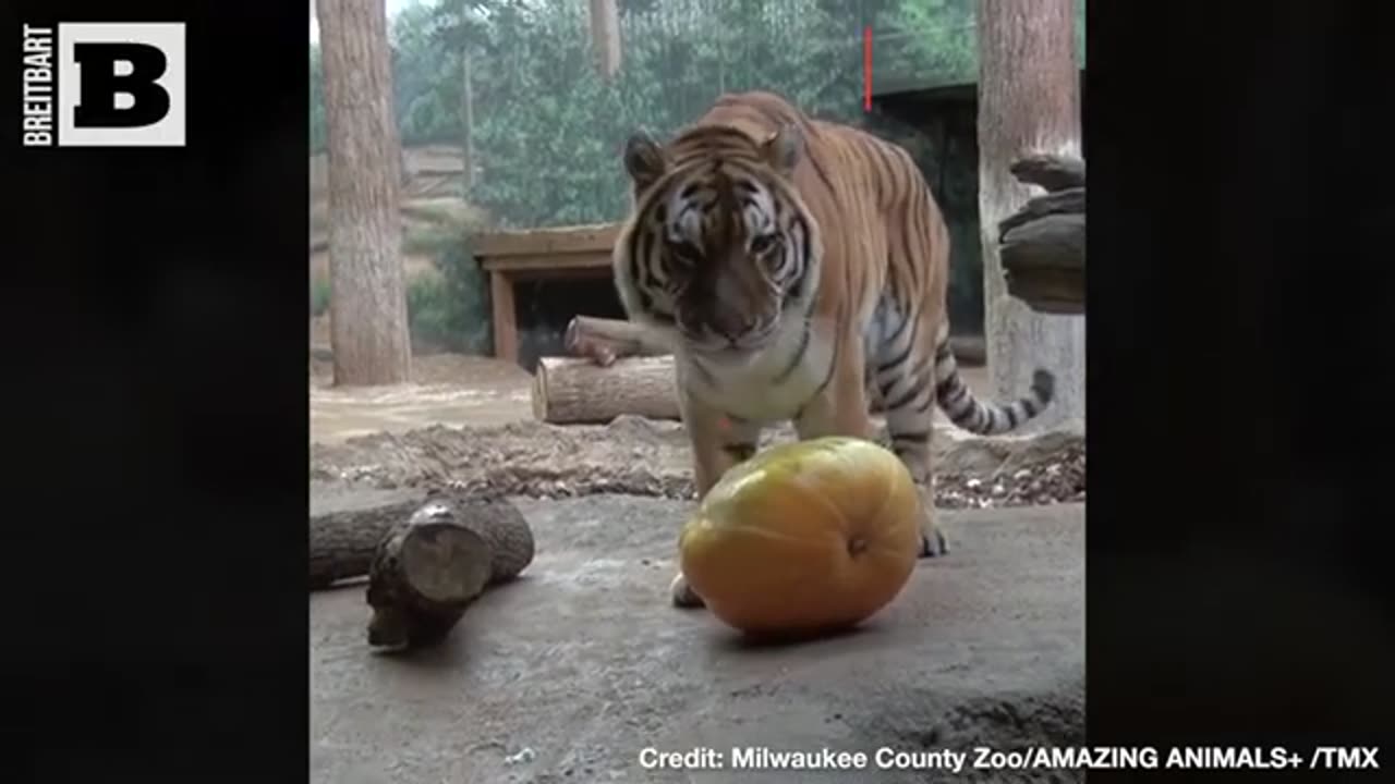 NOT A PUMPKIN FAN! — Tiger MAULS Pumpkin at Milwaukee Zoo