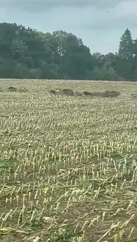 Hogs on the run