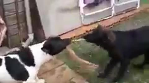 funny dogs