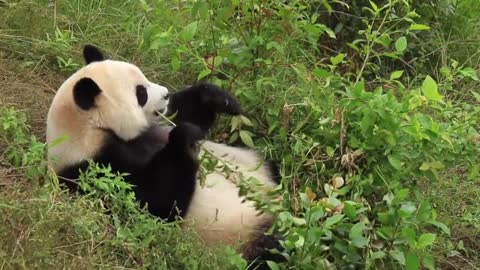 The giant panda is a national treasure