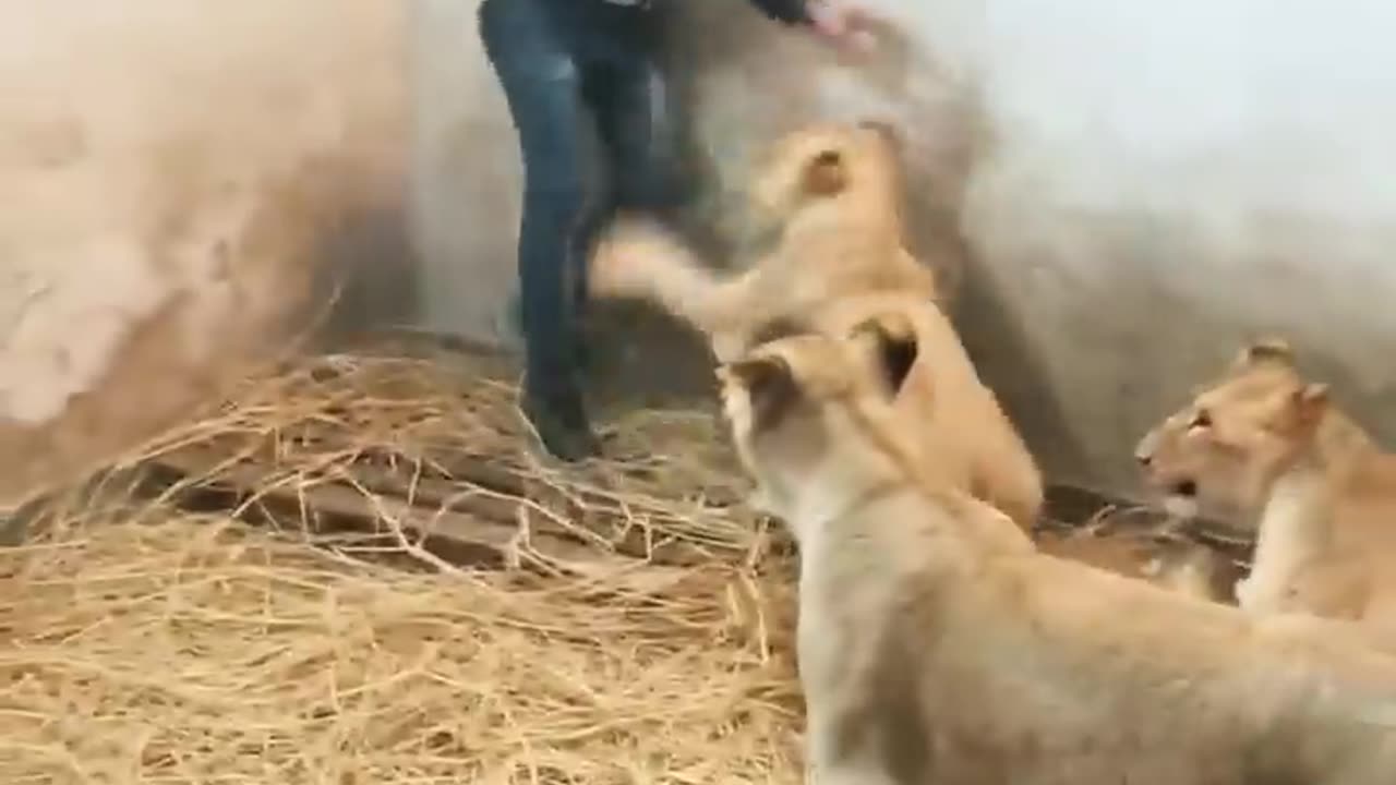 lions playing with my friend